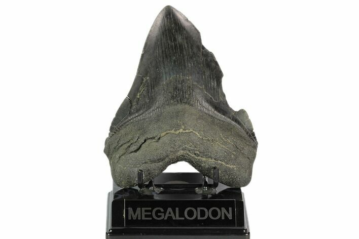 Bargain, Fossil Megalodon Tooth - South Carolina #120465